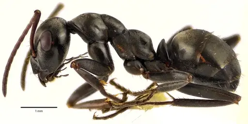 Formica subsericea - ANTWEB1041634