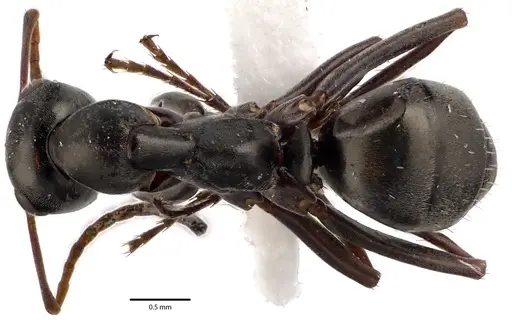 Formica subsericea - ANTWEB1041646