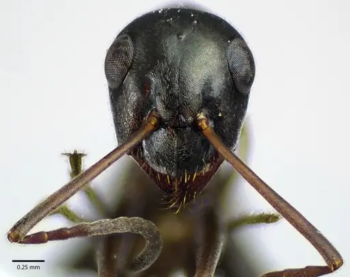 Formica subsericea - ANTWEB1041646