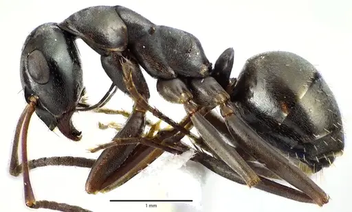 Formica subsericea - ANTWEB1041646