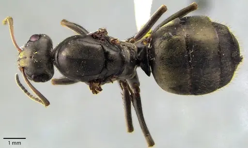 Formica subsericea - ANTWEB1041723