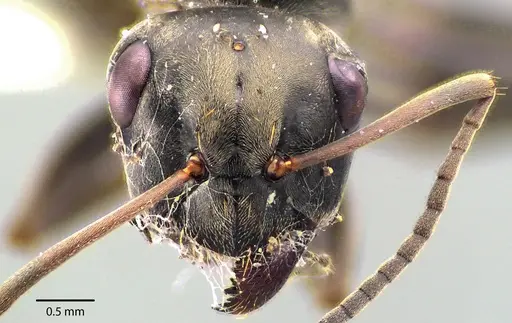 Formica subsericea - ANTWEB1041723