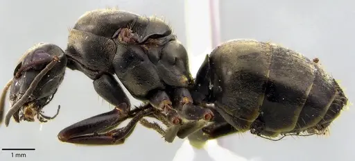 Formica subsericea - ANTWEB1041723