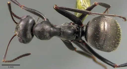 Formica subsericea - ANTWEB1041758