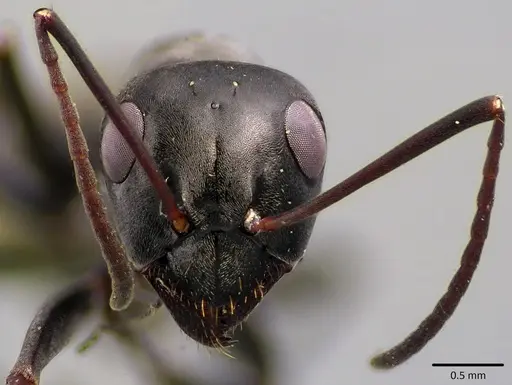 Formica subsericea - ANTWEB1041758