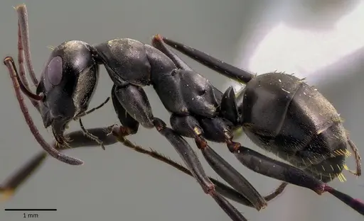 Formica subsericea - ANTWEB1041758