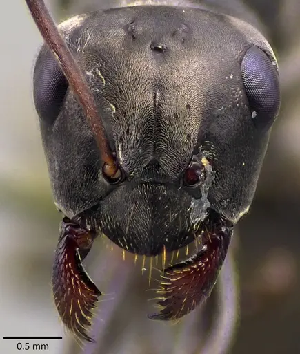 Formica subsericea - ANTWEB1041779