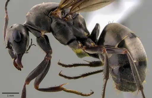 Formica subsericea - ANTWEB1041779