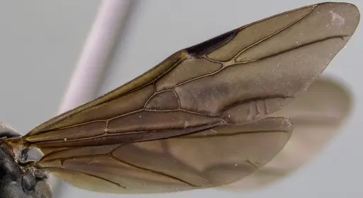 Formica subsericea - ANTWEB1041779