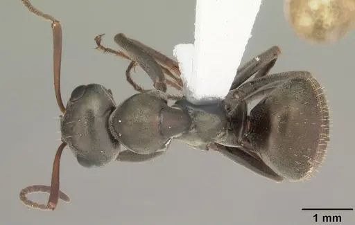 Formica subsericea - CASENT0103942