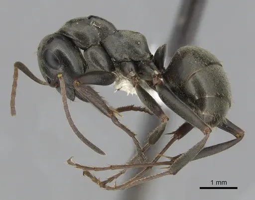 Formica subsericea - CASENT0280362