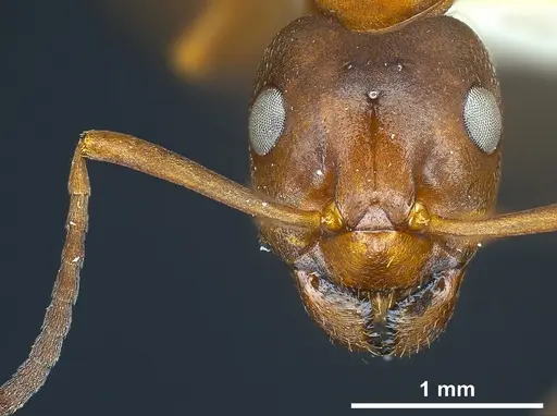 Formica suecica specimen