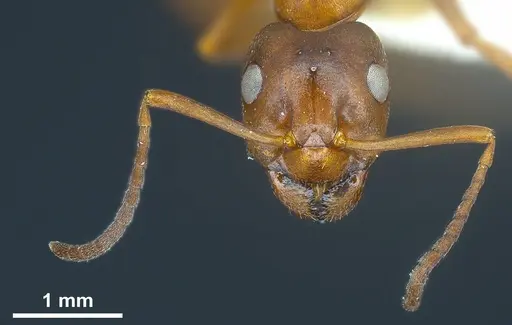 Formica suecica specimen