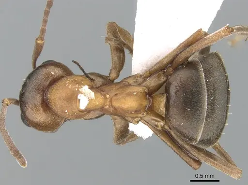 Formica suecica - CASENT0906308