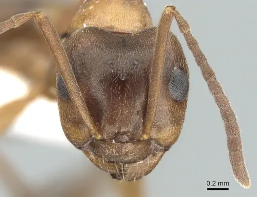 Formica suecica - CASENT0906308