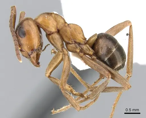 Formica suecica - CASENT0906308