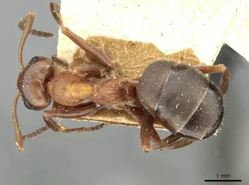 Formica suecica - CASENT0911094