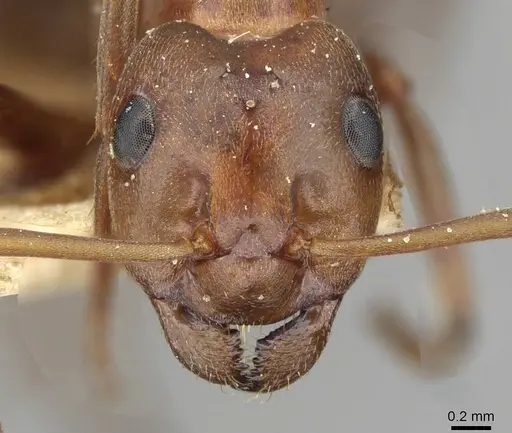 Formica suecica - CASENT0911094