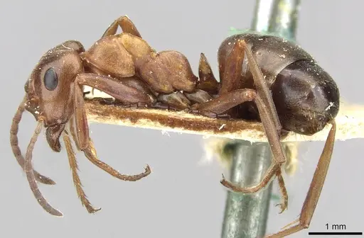 Formica suecica - CASENT0911094