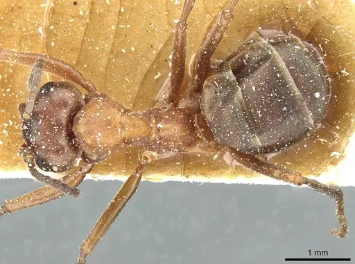 Formica suecica - CASENT0912246