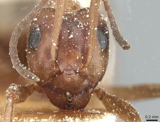 Formica suecica - CASENT0912246