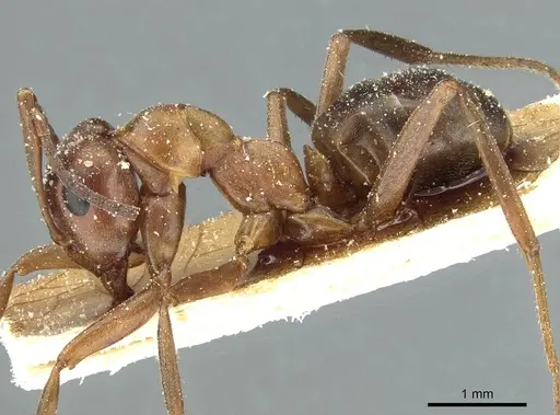 Formica suecica - CASENT0912246