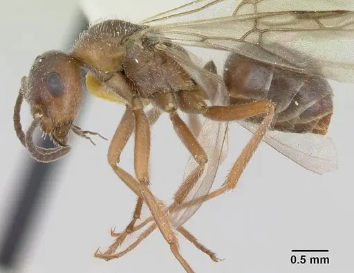 Formica talbotae specimen