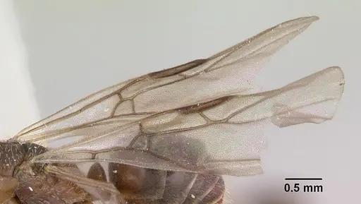 Formica talbotae - CASENT0103454