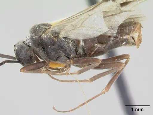 Formica talbotae - CASENT0103455