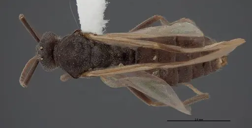 Formica talbotae - FMNHINS0000083070