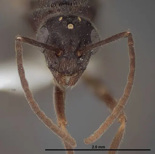 Formica talbotae - FMNHINS0000083070