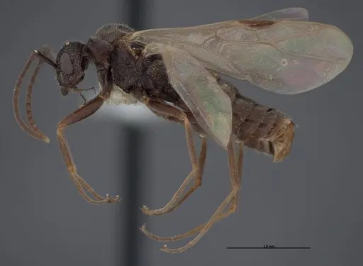 Formica talbotae - FMNHINS0000083070