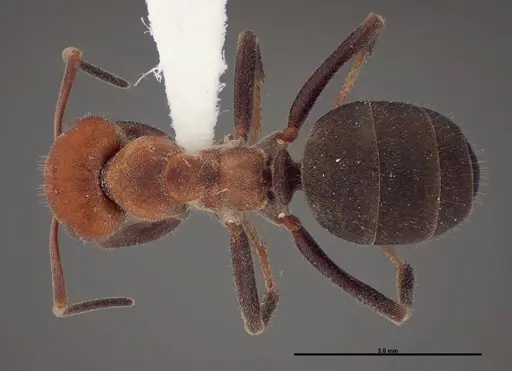 Formica talbotae - FMNHINS0000083071