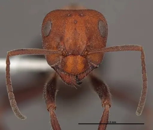 Formica talbotae - FMNHINS0000083071