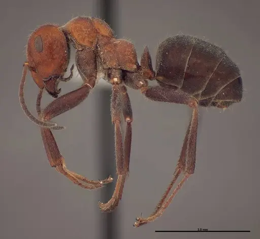 Formica talbotae - FMNHINS0000083071