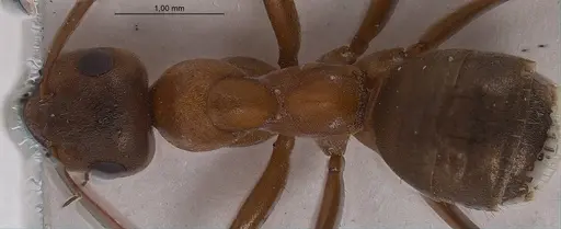 Formica tarimica specimen