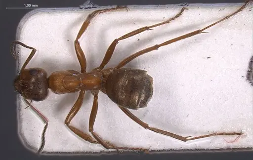 Formica tarimica specimen