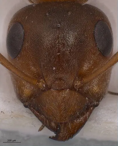 Formica tarimica specimen