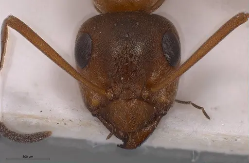 Formica tarimica - ANTWEB1008423