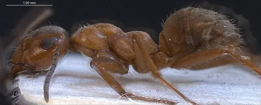 Formica tarimica - ANTWEB1008423