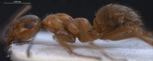 Formica tarimica - ANTWEB1008423