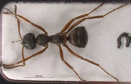 Formica tianshanica specimen