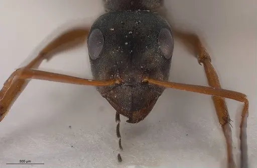 Formica tianshanica - ANTWEB1008424