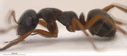 Formica tianshanica - ANTWEB1008424