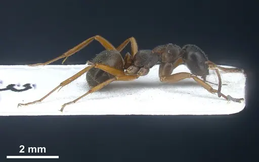 Formica tianshanica - ANTWEB1008424