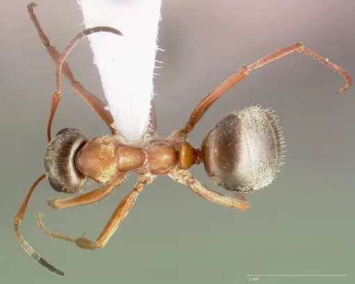 Formica transmontanis specimen