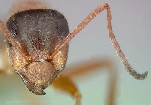 Formica transmontanis specimen