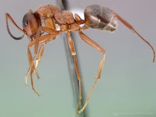 Formica transmontanis specimen