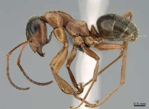 Formica transmontanis - CASENT0008604