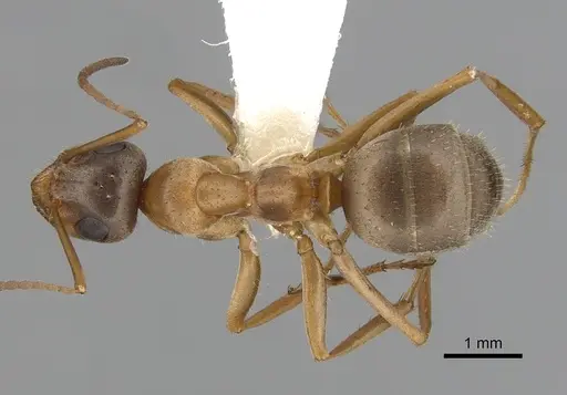 Formica transmontanis - CASENT0280359